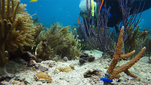 NOAA Grant Corals