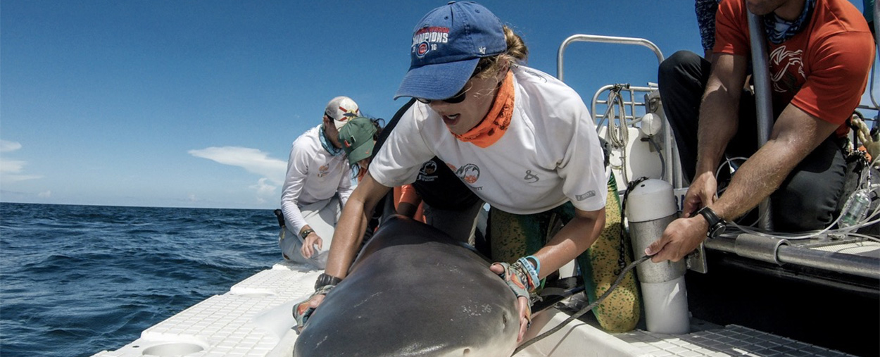 Shark Research Conservation (SRC) Program
