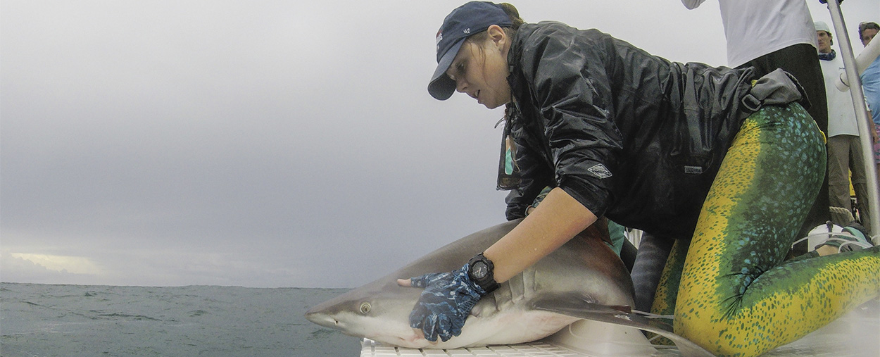 Shark Research Conservation (SRC) Program