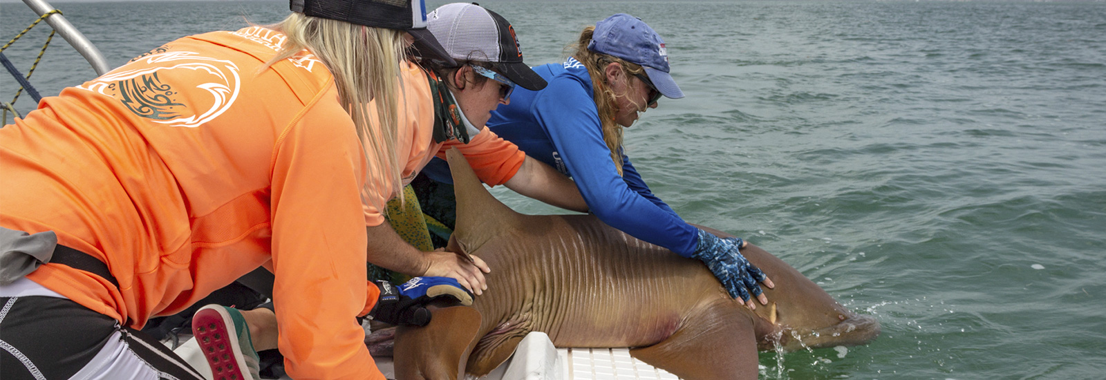 women researchers in UM’s Shark Research Conservation program 