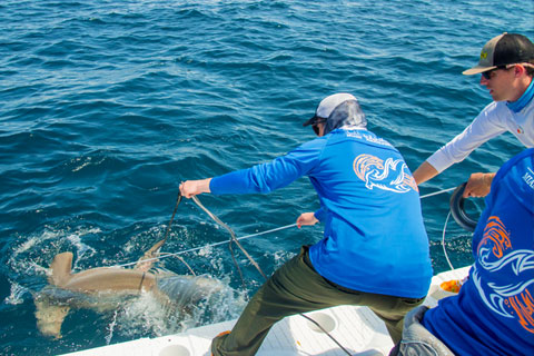 Shark With Teeth Hawaiian Shirt – Guts Fishing Apparel